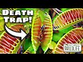 The DEADLIEST Plants ON EARTH... If You're An INSECT!