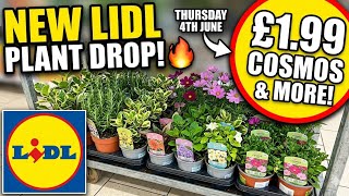This Lidl Plant Drop! 😱 £1.99 Cosmos Plants & Beautiful Hibiscus! 