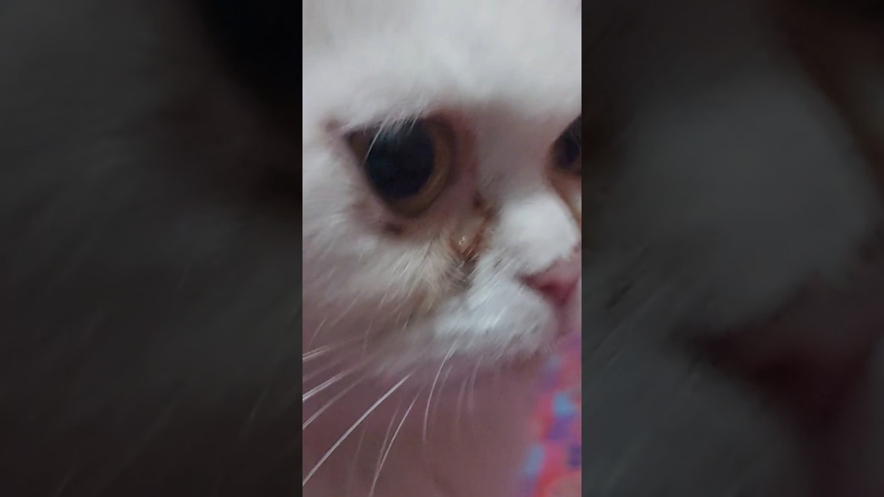 Kitten meowing Cat sound Cat videoCat Cat voice Persian cat sound Persiancat Cats
