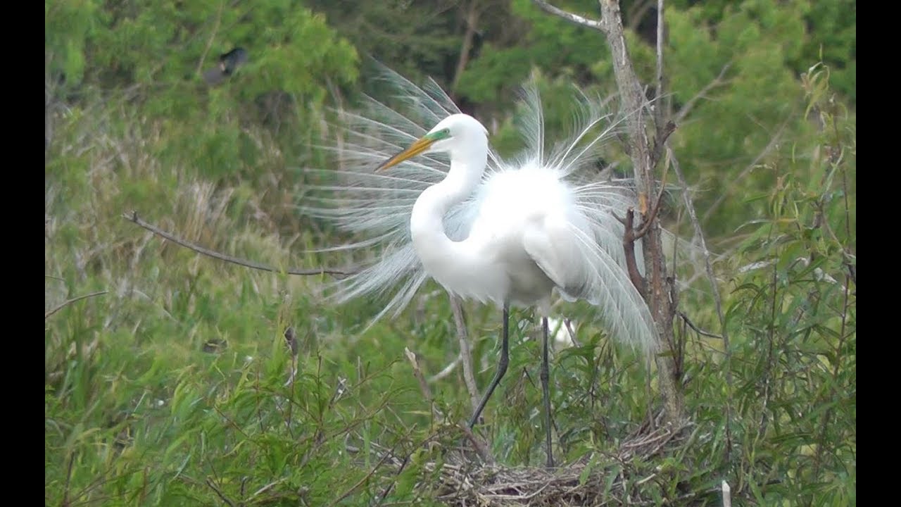 Shorebirds of Texas #1