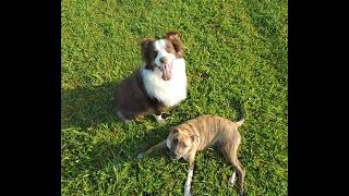 Helper dog playing with an over excited puppy