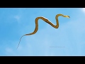 Snake Flying In Sky