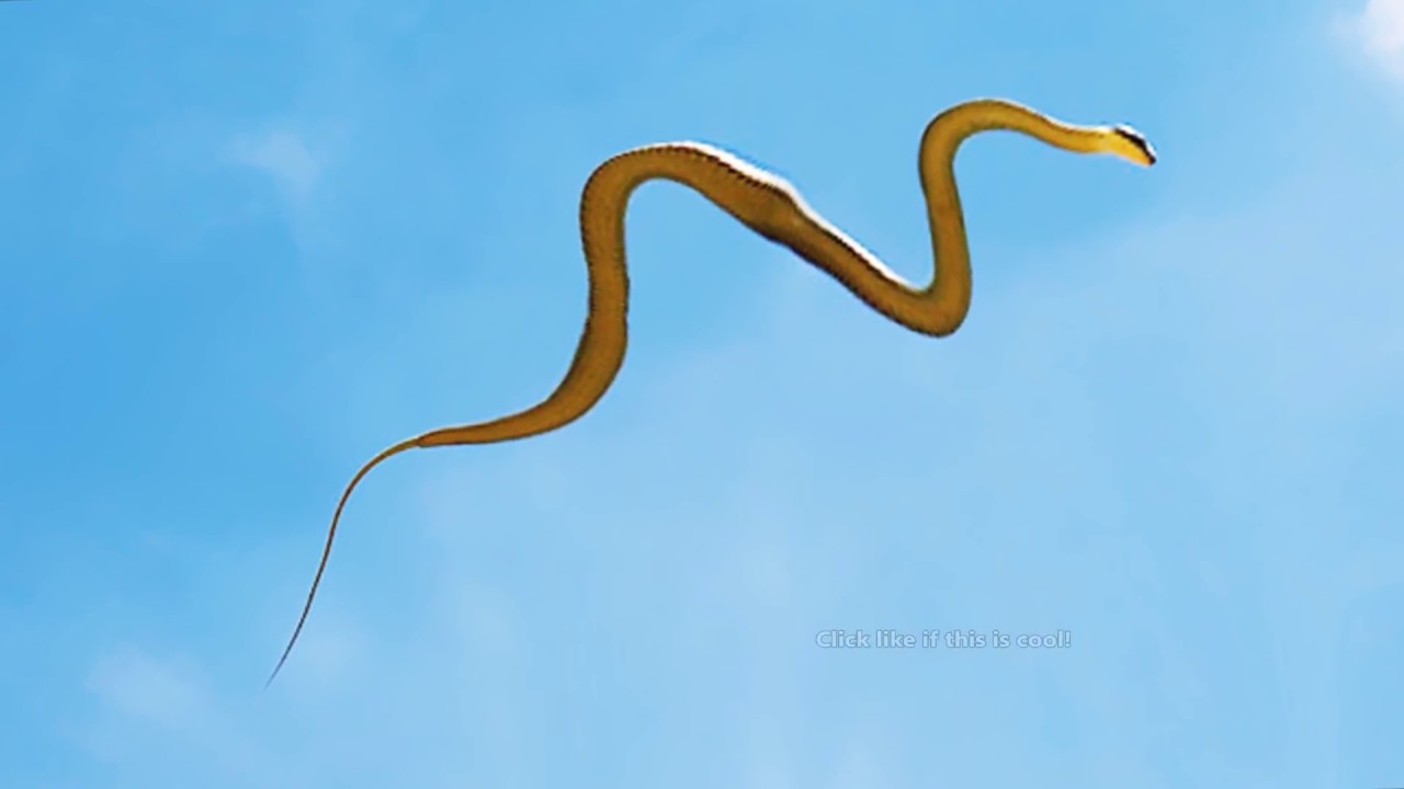 una serpiente voladora