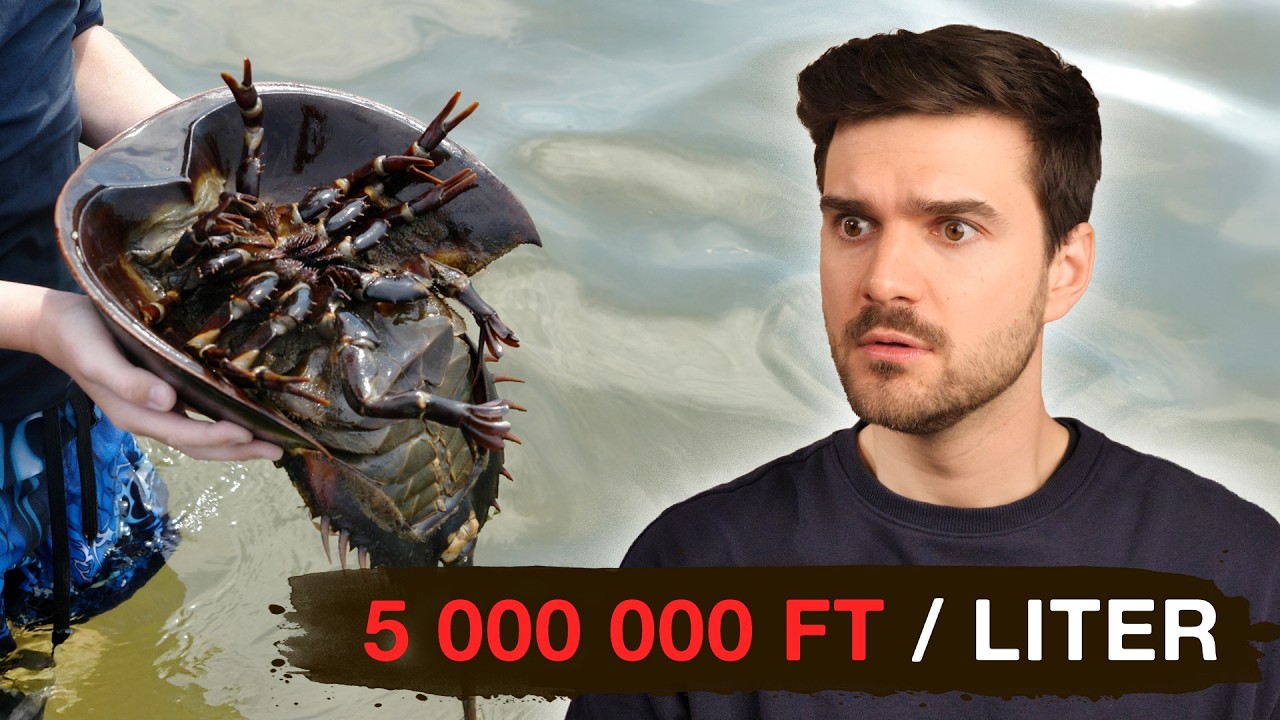 Miért kerül ennek az állatnak a vére MILLIÓKBA? - Márkopédia #37