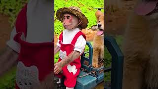 So funny Lily &amp; Dog drive tractor to harvest eggs P1