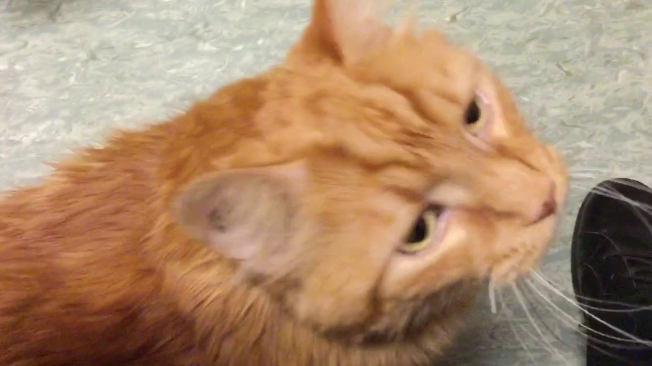 My visit with Newt Scamander at LAPS 20170128 YouTube