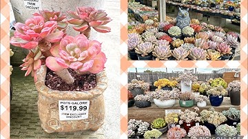 Cuộc Sống Ở Úc 🇦🇺 THAM QUAN VƯỜN SEN ĐÁ TẠI Melbourne - POTS GALORE SUCCULENTS WORLD - Chủ Việt Nam