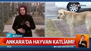 Ankara'da hayvan katliamı! - Atv Haber 16 Şubat 2020