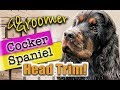 Mastering Cocker Spaniel Head Grooming: Techniques and Insights