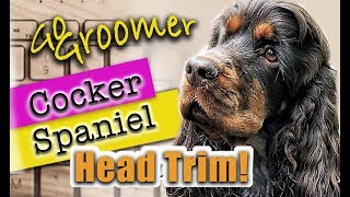 Cocker SpanielProper Head Trim