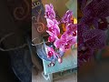 Eternal Orchids