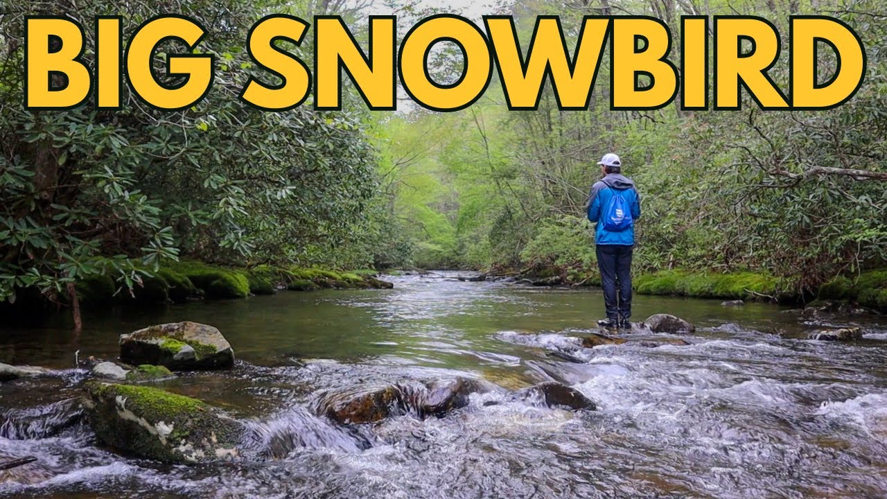 Big Snowbird Creek I North Carolina’s Premier Backcountry Fly Fishing Stream