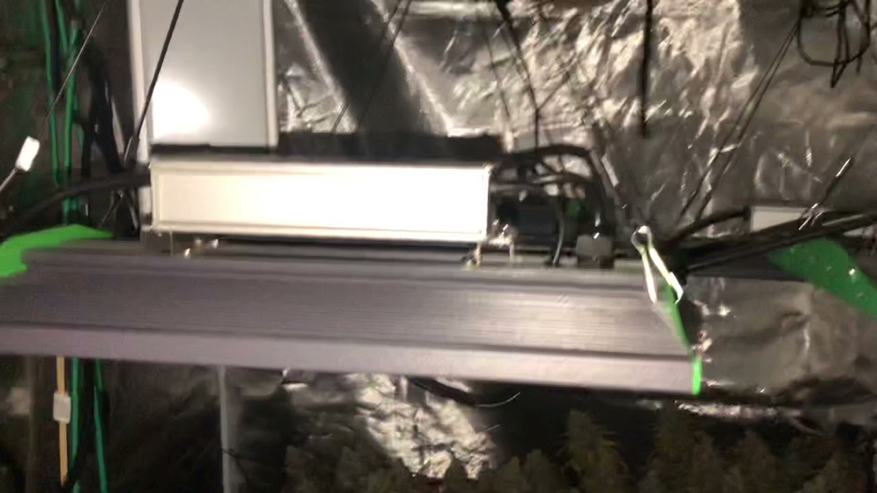 Harvest Time! Buds are nice and plump! Legal Oregon Home Grown Cannabis Garden - 21+