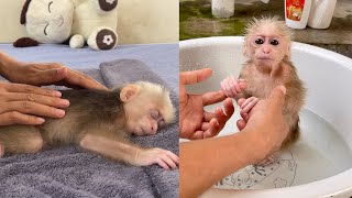 Mother bathes and massages baby monkey Abi to help Abi sleep easily