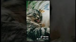 Tik Tok. Сладкий сон котэ