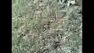 Ci̇mi̇ni̇n Vi̇deosu