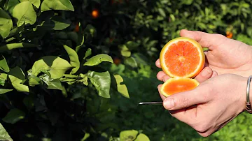 Come si chiama il frutto che assomiglia al limone?