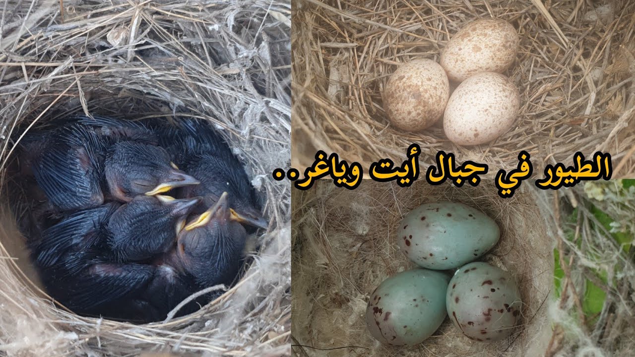 أجمل أعشاش الطيور.. الألوان البيض سبحان الله على جبال أيت وياغر..نواحي الحسيمة