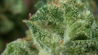 LA Woman Florida Medical Marijuana Reviews Curaleaf s LA Woman hybrid strain