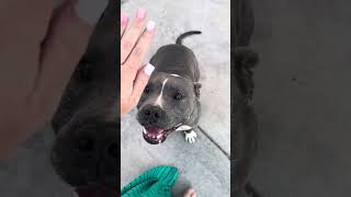 Today is the big day! by Sun Village Animal Rescue 873 views 7 months ago 1 minute, 27 seconds