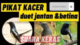 PIKAT KACER DUET JANTAN & BETINA||SUARA KERAS||AMPUH||TERBARU||2022