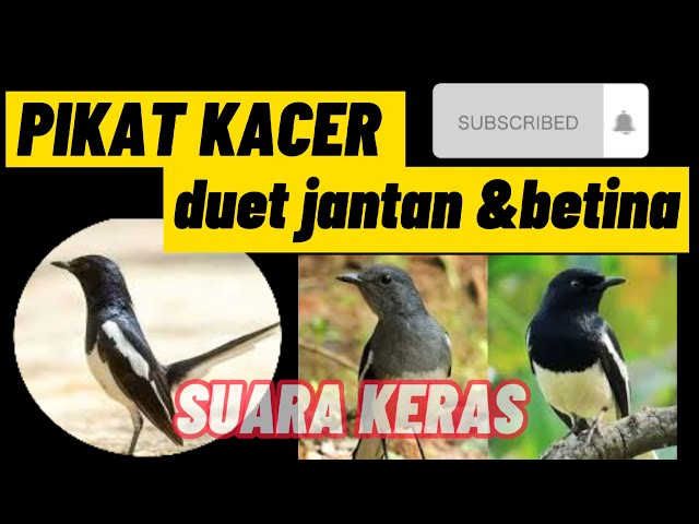 PIKAT KACER DUET JANTAN & BETINA||SUARA KERAS||AMPUH||TERBARU||2022 class=