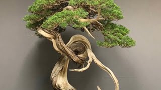 Exhibition bonsai in Madrid Spain part 4 screenshot 3
