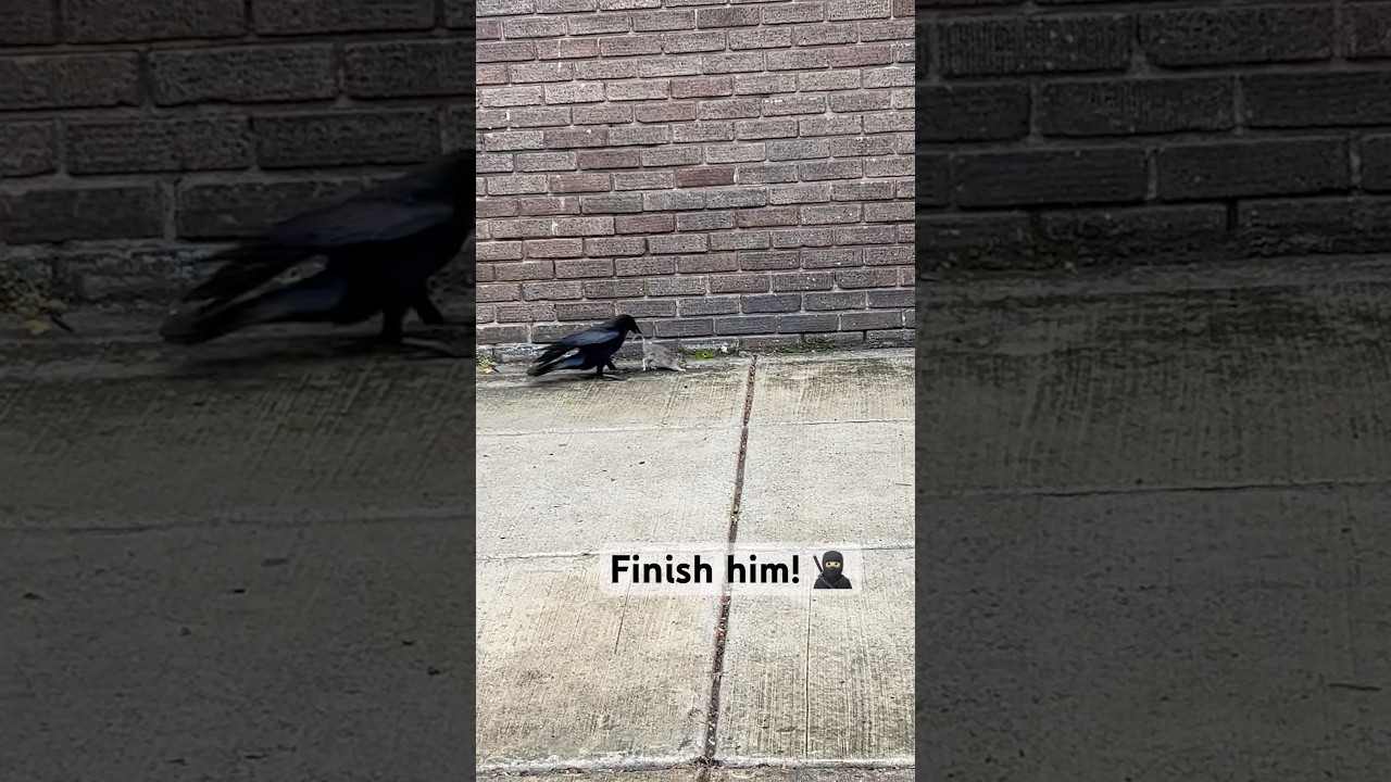 Crazy animal fight - Crow fighting a Rat 🐀👀 