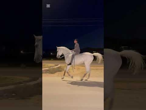 طررررررب شامخ