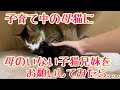 母のいない子猫兄妹を子育て中のママに託してみた#子猫#kitten #保護猫#cat #ねこ