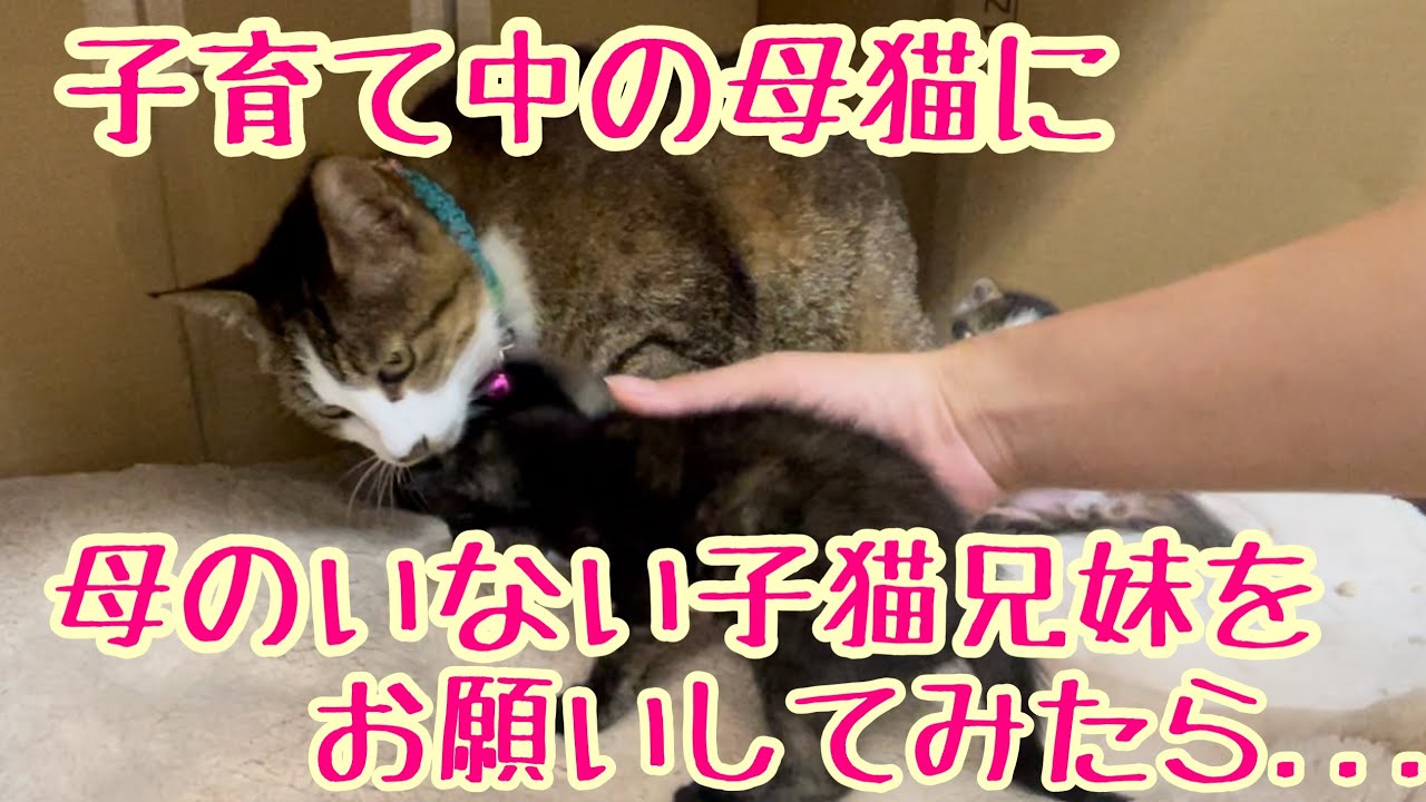 母のいない子猫兄妹を子育て中のママに託してみた#子猫#kitten #保護猫#cat #ねこ