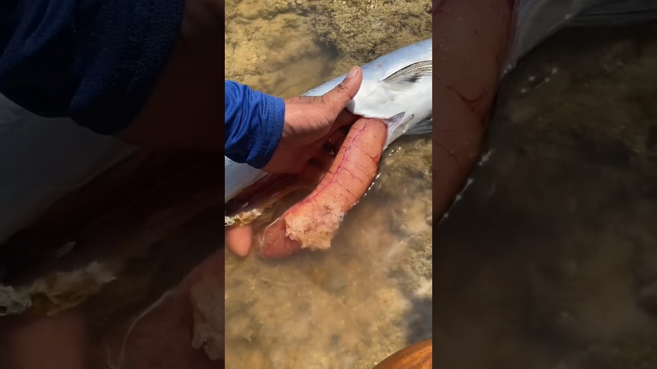 I Cut Open a Needlefish & Found THIS! 😱 (You Won't Believe What's Inside!)