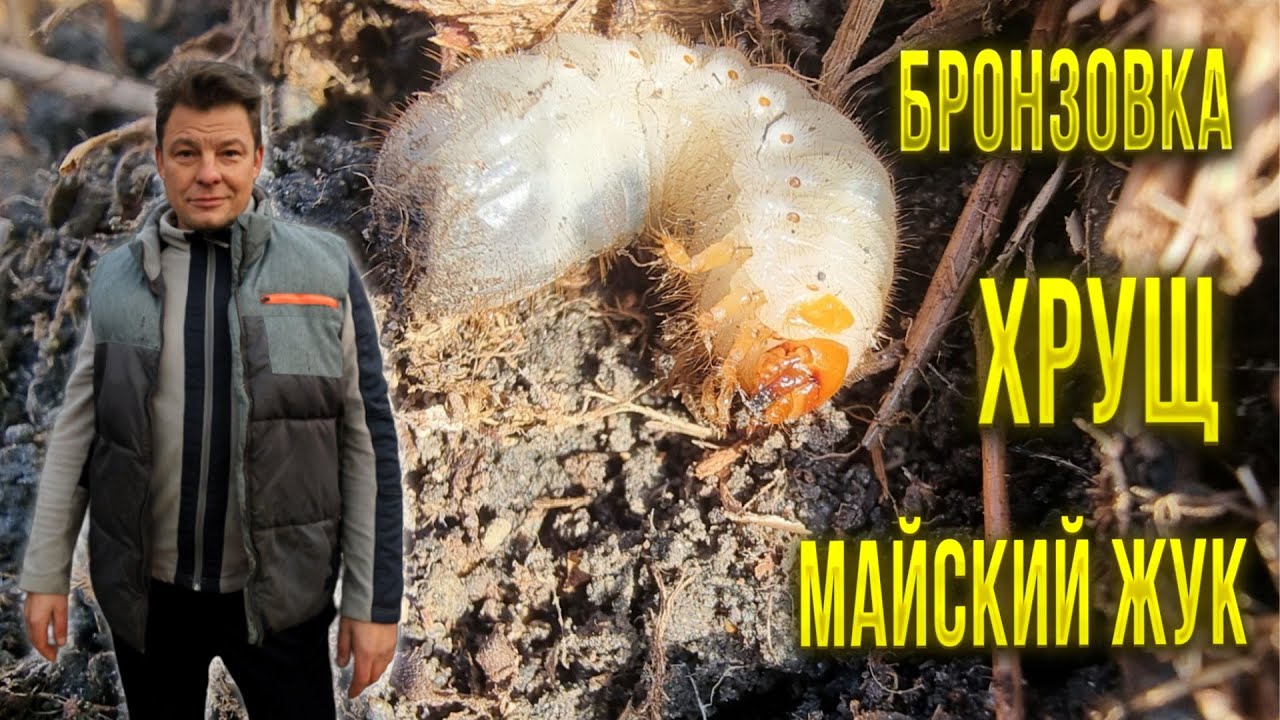 Злейший враг нашего сада и огорода хрущ и бронзовка столь похожи но вредят нам по разному