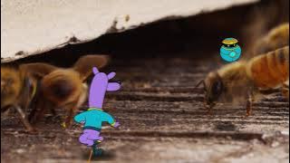 Zamzoom's Animal Adventures, Episode 8: Honeybees