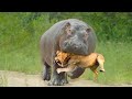 Merciless Animal Battles Ever Filmed