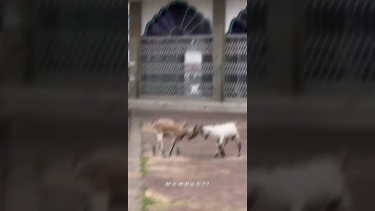 Goats fight 🥵🐐 