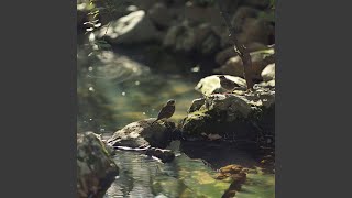Tranquil Cat Naps in Avian Tunes