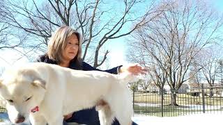 The best and worst things about owning a Jindo!