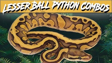 Lesser Ball Python Morph Combos | Jack