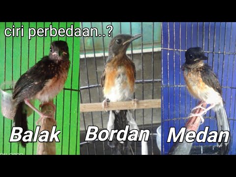 Ciri Murai Trotol Medan || Bordan || Balak