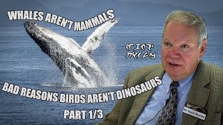 Whales Aren't Mammals | Bad Reasons Birds Aren't Dinosaurs: 1/3