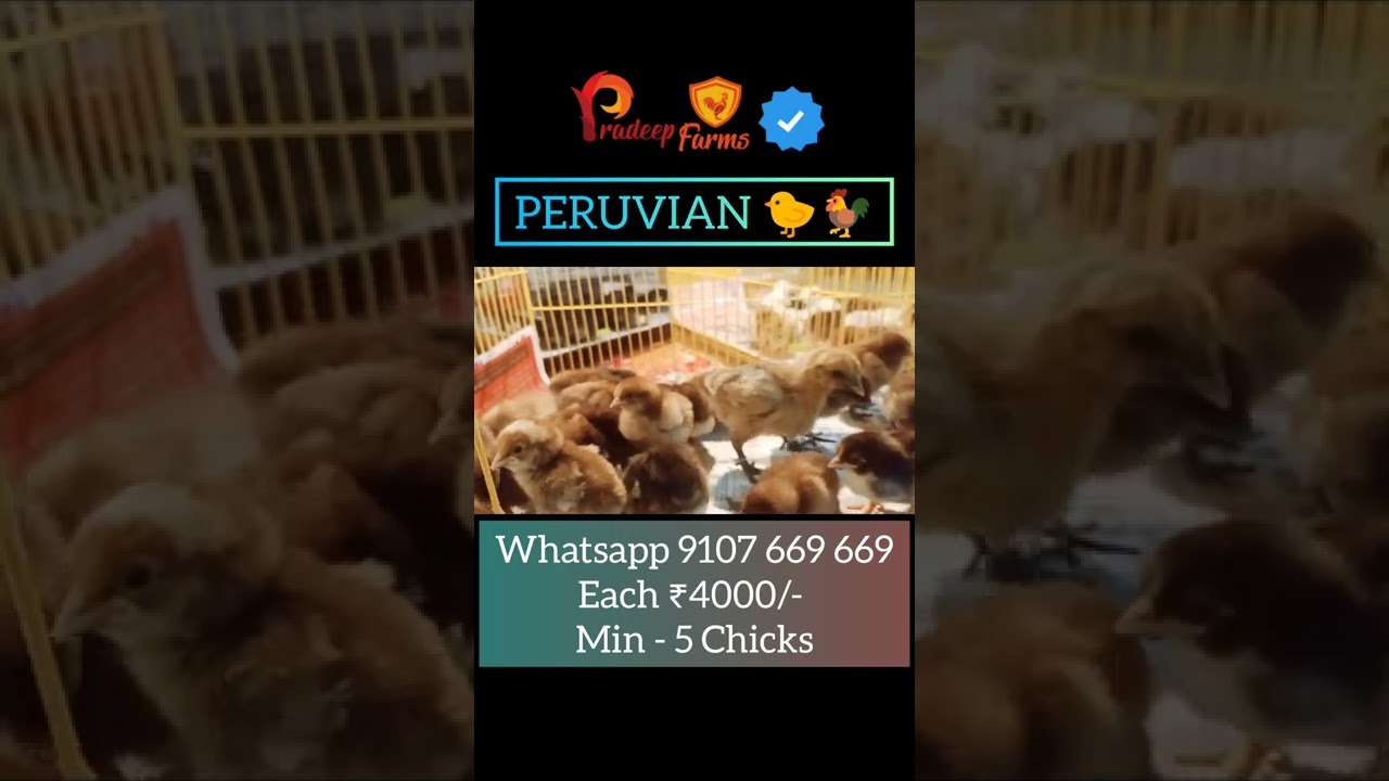 Peruvian Chicks || Black Knight || Rasangi || Peru Chicks || Peru Cross Chicks ||