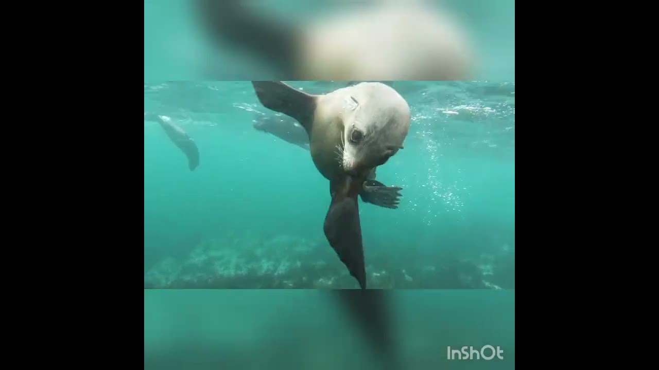 Low-Maintenance Freshwater Fish for Beginners