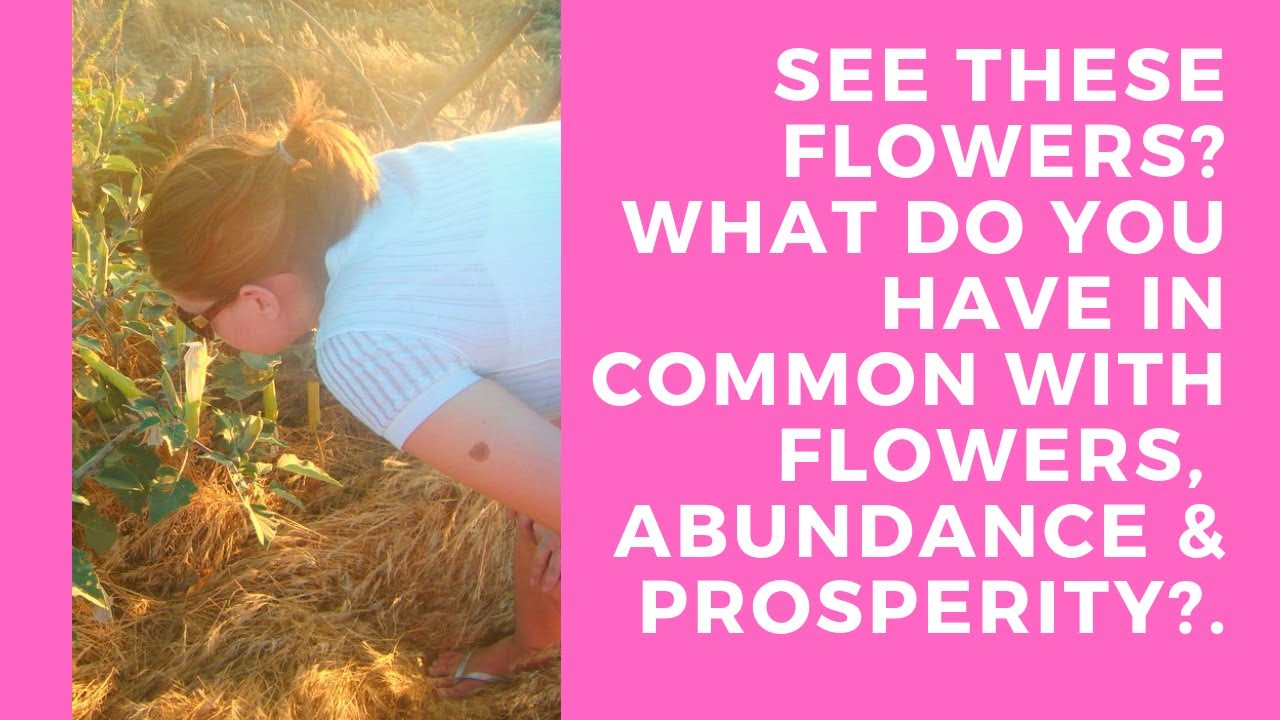 Prosperity & Abundance What do you & flowers have in common? YouTube