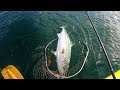 ルアーを落とすと巨大魚が一瞬で飛びついてくる日 ②