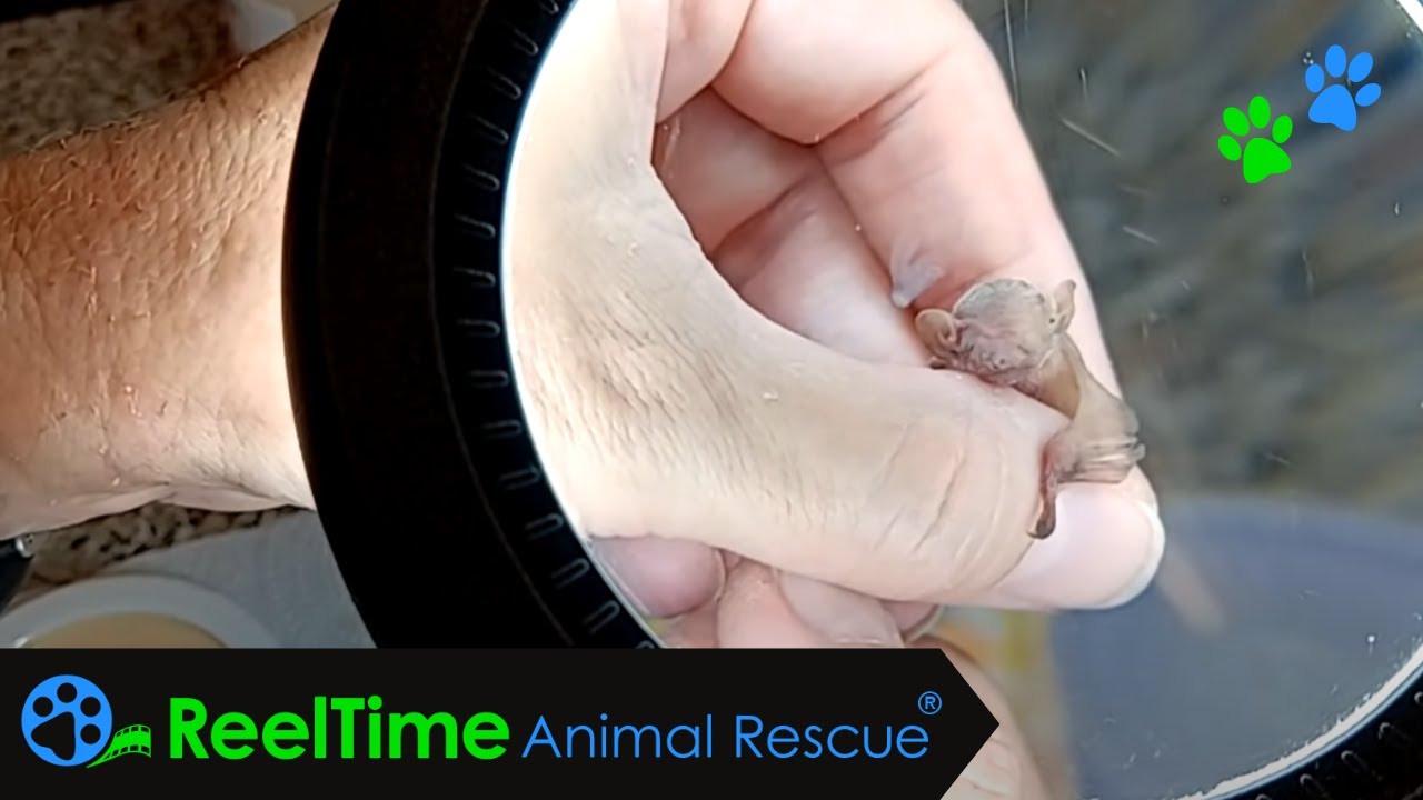 Feed Bruce The Baby Bat With Me | Petri's Place Wildlife Rehab