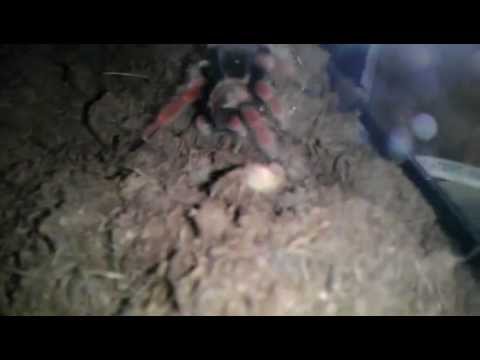 watershed Update on my little zoo