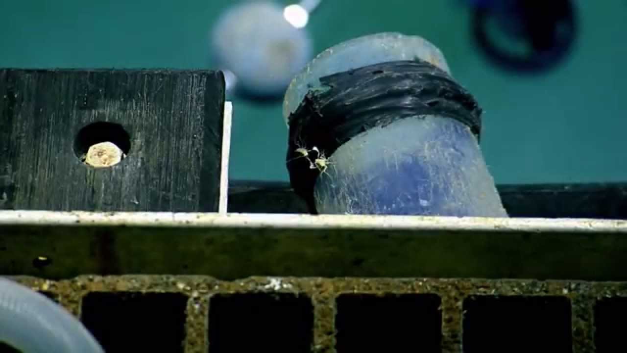 deep blue sea 3 Tiny Translucent Creatures in Mussel Bed & Aboard ROV Hercules | Nautilus Live