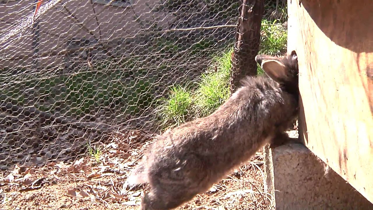 Inverno Primavera 2010, gatti e conigli in collina