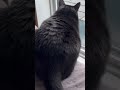 Cat watches squirrel on mission. #squirrels #funny #comedy #hilarious #cats #missionimpossible